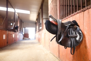 A  recent study of allergies in Shetland ponies could help with understanding allergies in humans.