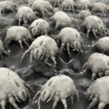 Allergy sufferers who deal with dust mite allergies may want to consider switching to wool.