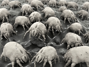 Allergy sufferers who deal with dust mite allergies may want to consider switching to wool.