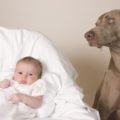 Babies exposed to pet dander at an early age may have a decreased risk of developing allergies and asthma later in life.