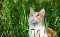 Cats also suffer from the same type of allergens people do, such as grass.