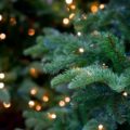 Christmas trees can cause a number of allergies.