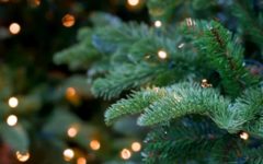 Christmas trees can cause a number of allergies.