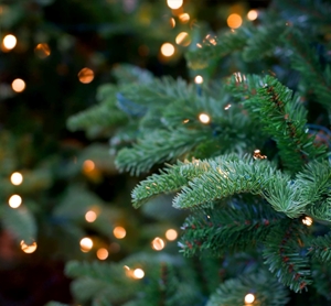 Christmas trees can cause a number of allergies.