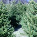 Christmas trees can trigger a slew of allergies.