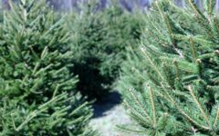 Christmas trees can trigger a slew of allergies.