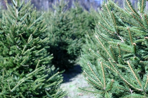 Christmas trees can trigger a slew of allergies.