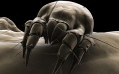 Dust-mites can live in most any part of your bed, so it is important to wash your sheets regularly.