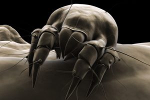 Dust-mites can live in most any part of your bed, so it is important to wash your sheets regularly.