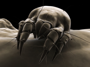 Dust-mites can live in most any part of your bed, so it is important to wash your sheets regularly.