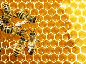 Experts do not believe that local honey can cure seasonal allergies.