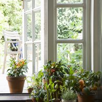 House plants can actually act as air filters and improve air quality.