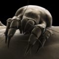 If you don't clean your pillows at least a couple times a year, they could be infested with dust mites.