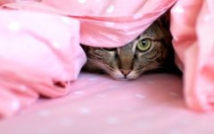 Keep cats out of the the guest room when people with allergies are visiting.