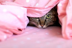 Keep cats out of the the guest room when people with allergies are visiting.