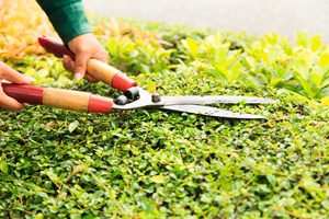 Many people are still out landscaping their yards despite it being winter. However, that's not good news for allergy sufferers.