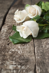 One of the studies gave participants a pure rose scent for 15 minutes to test their reactions.