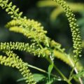 Ragweed is a common allergen that appears late in the summer.