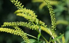 Ragweed is a common allergen that appears late in the summer.