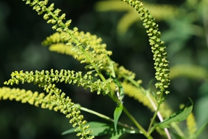 Ragweed is a common allergen that appears late in the summer.