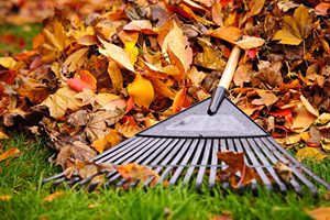 Raking fall leaves may be bad for allergy sufferers.