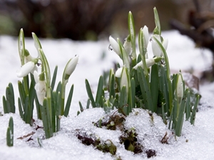 This year's harsh winter could make spring allergies worse than ever.