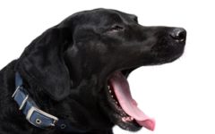 University of Arizona researchers are looking into the potential effects of dog saliva on allergy symptoms.