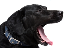 University of Arizona researchers are looking into the potential effects of dog saliva on allergy symptoms.