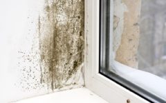 Young children exposed to mold in their first two years of life are several times more likely to develop asthma.