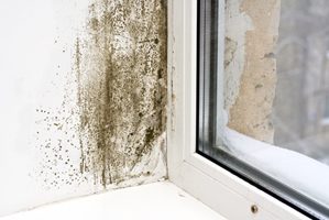 Young children exposed to mold in their first two years of life are several times more likely to develop asthma.